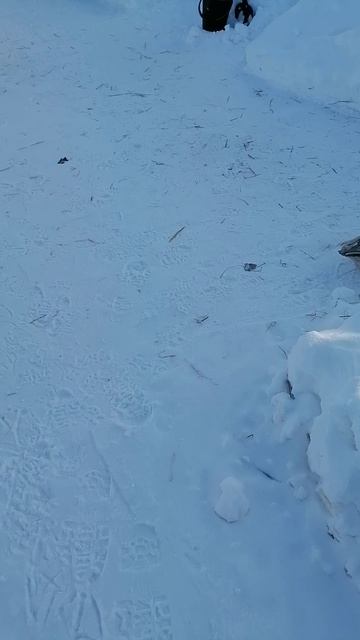 Потеплело до - 20 мороза, гуси сразу на улицу ломанулись.