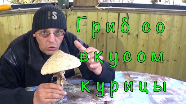 Гриб Зонтик(ПОП) в КЛЯРЕ. Быстрый и простой рецепт.