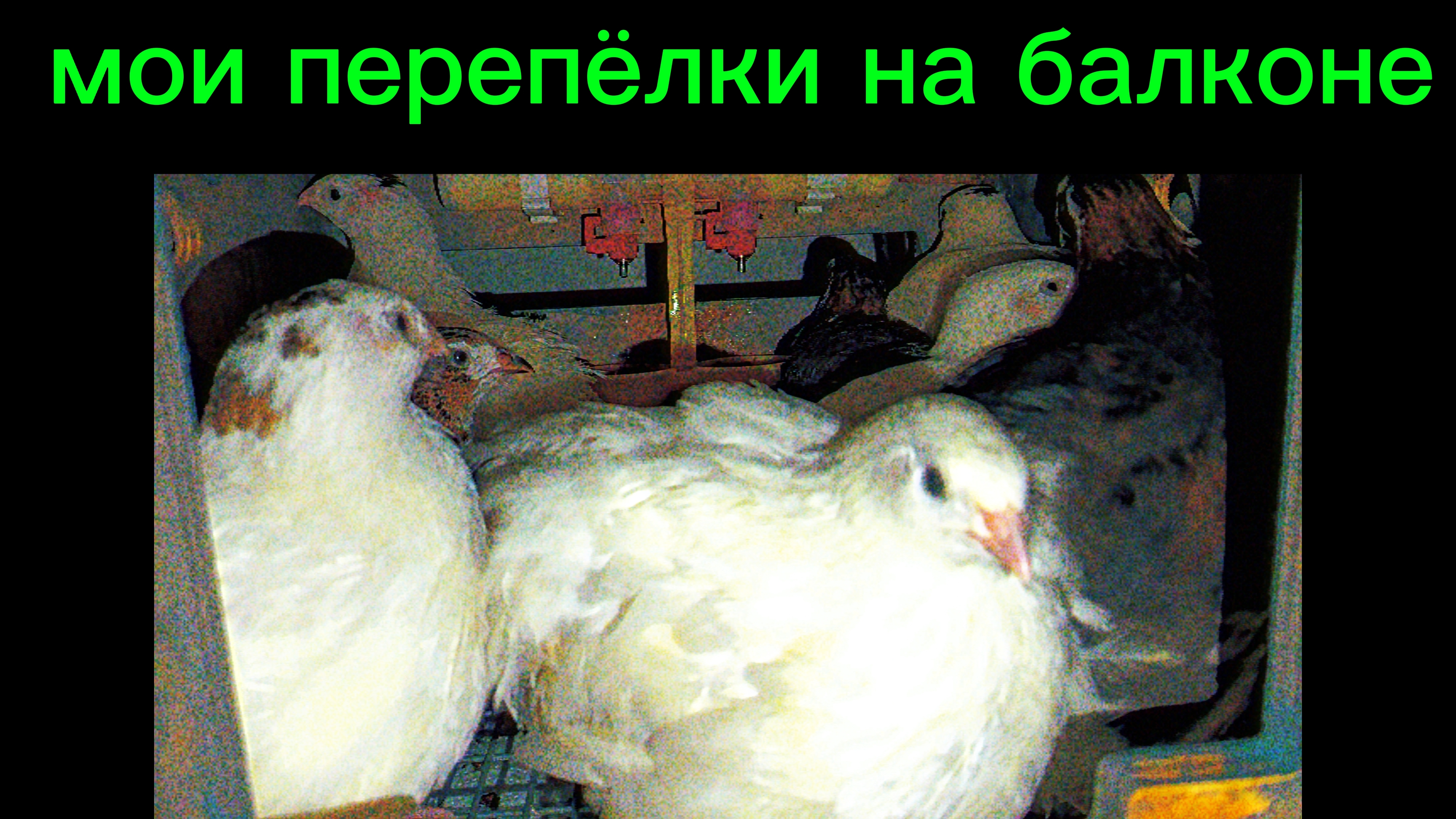 НОВОСТИ бройлеров и перепёлок в квартире🤗 Ждём перепеляток🐣🐤🐥