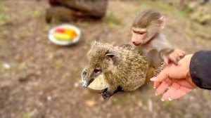 Люся борется со мной за внимание Сони, а потом бежит к папе и ТРЕБУЕТ ЗАБРАТЬ Соню домой!