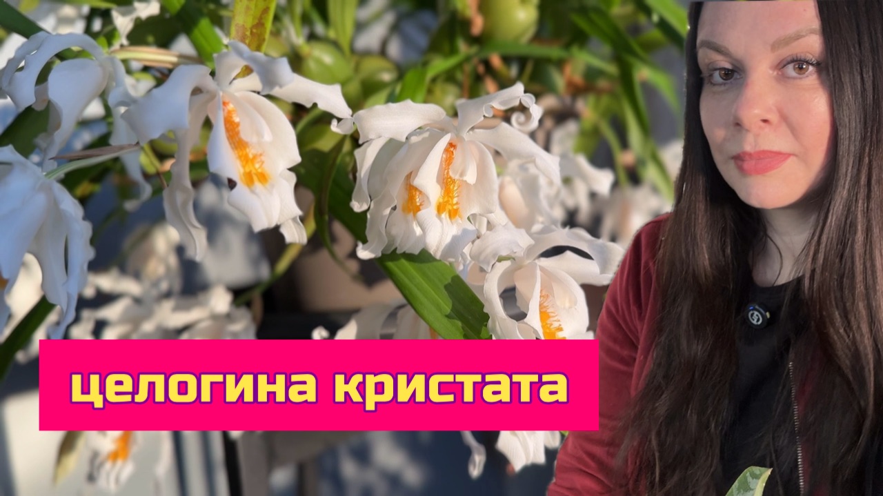 Целогина кристата , цветение , уход , полив . смотреть онлайн