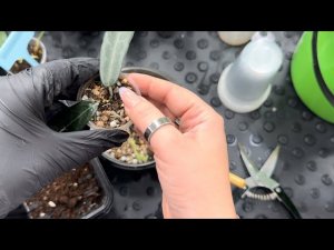 Хойи и другие растения. Новинки, пересадки и т.д