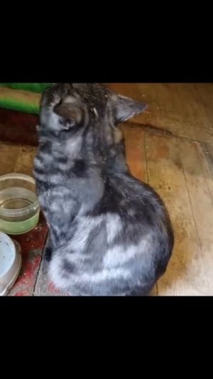 Надо линять.