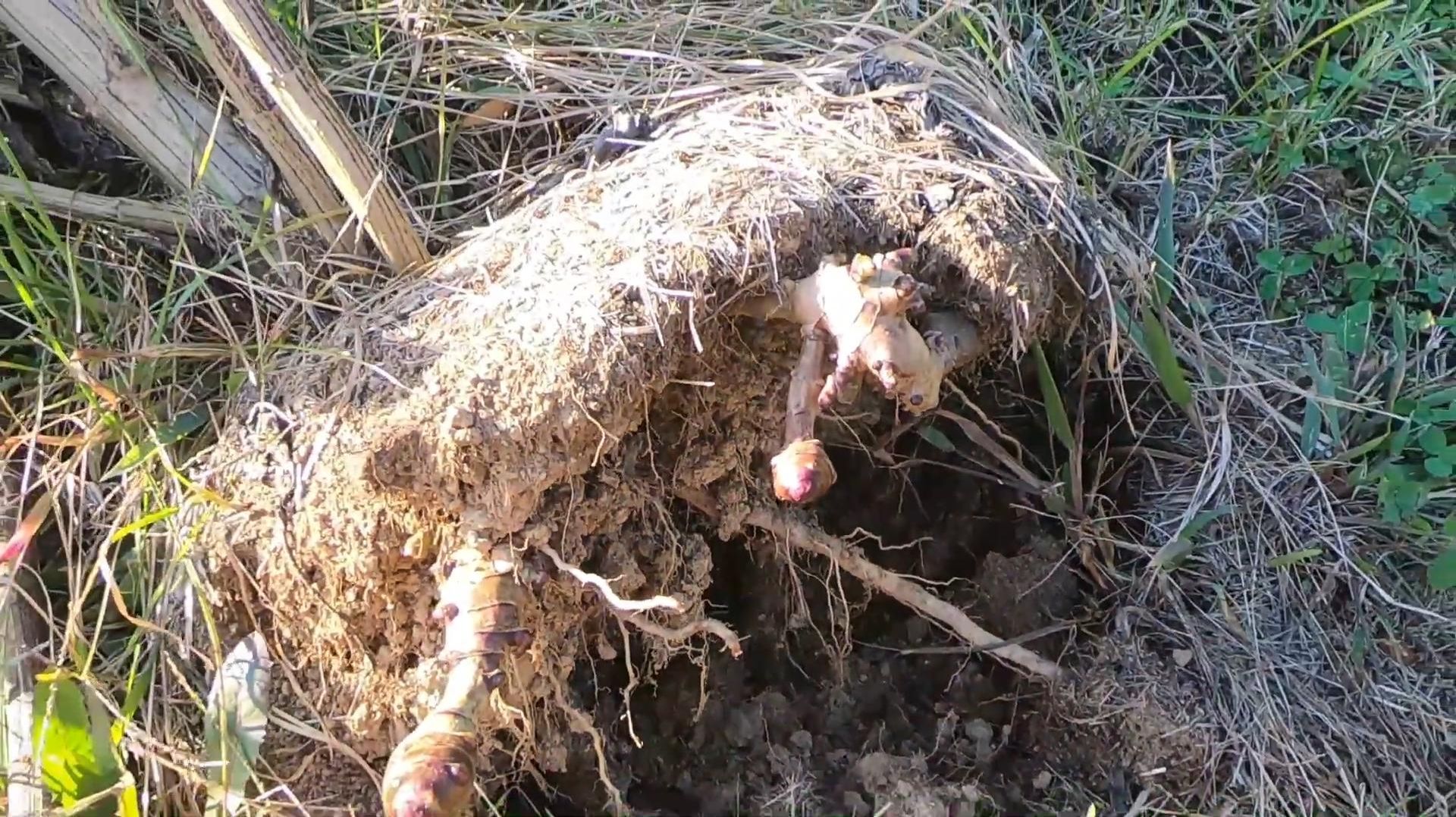 Сбор урожая топинамбура для участников вселенной Маленькие сады. Ростов-на-Дону. Россия