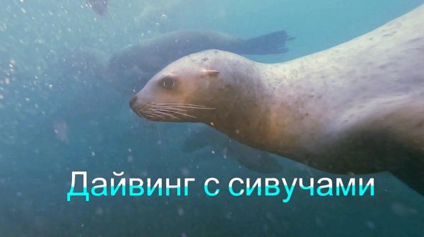 Сахалин_ Дайвинг с Сивучами - Мыс Кузнецова (20,21.09.2025)