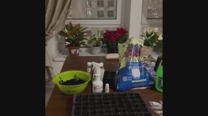 Посев петунии американской селекции pan American seed на рассаду, 01.02.2026 г