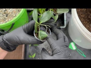 Хойи. Пересадка.