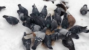 #зимняя прогулочка..смотрим и кормим птичек