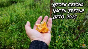 Сезон сбора грибов. Лето 2025. Часть 2