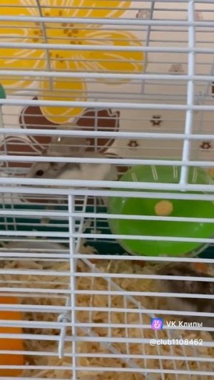 Хомяки. Лучший день