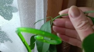 Формирую свой Павловский лимон, удаляю листья, обрезаю стебель