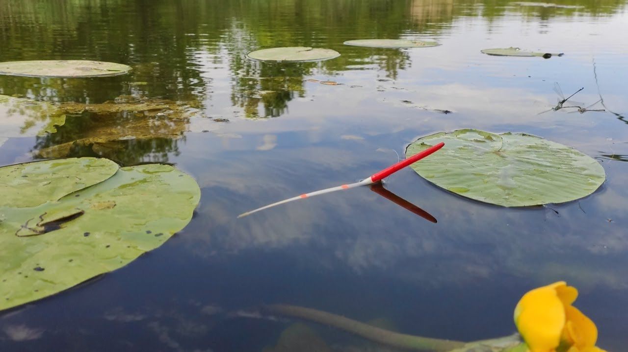 КАРАСИ ВЫКЛАДЫВАЮТ ПОПЛАВОК в кувшинках!! Рыбалка летом на удочки смотреть онлайн