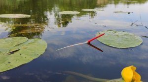 КАРАСИ ВЫКЛАДЫВАЮТ ПОПЛАВОК в кувшинках!! Рыбалка летом на удочки