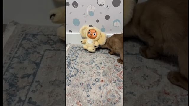 Шая в виртуальном мире!!!!