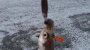 Корюшка на дамбе за Кронштадтом январь 2026