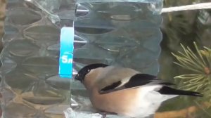 Птицы всегда со мной.