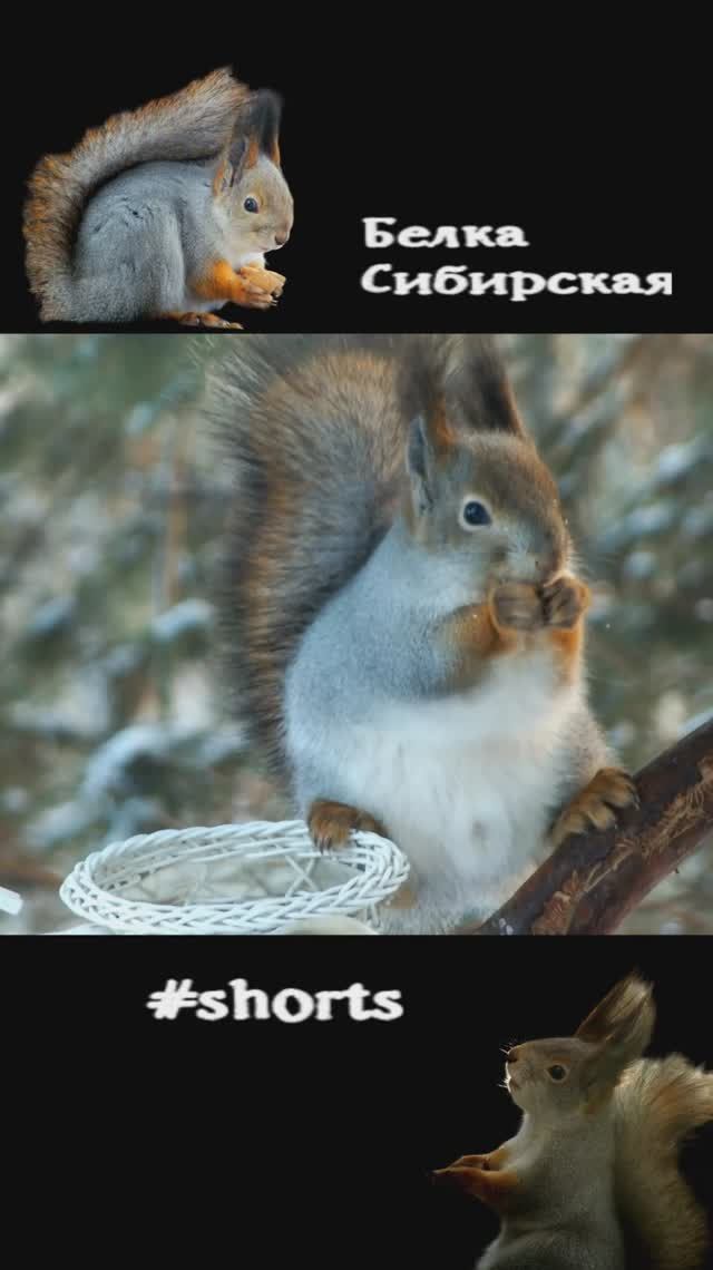 Белочка замедленно на кормушке