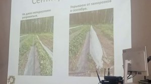 Об особенностях выращивания батата в Иркутске.