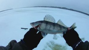 РЫБАЛКА НА СУДАКА ЗИМОЙ.ЛОВЛЯ СУДАКА НА ВОЛГЕ.СУДАК НА ТЮЛЬКУ.