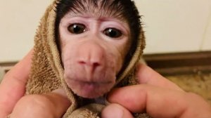 МИЛОТА! Степашка КУПАЕТСЯ, а знатоки гамадрил пишут в прокуратуру)))