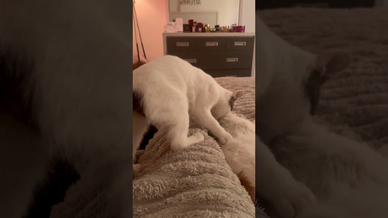 Нападение блохи смотреть онлайн