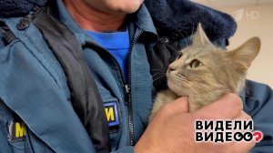 Кошка-психолог. Видели видео? Фрагмент выпуска от 01.02.2026