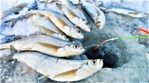 КРУПНАЯ САБЛЯ ГНЕТ КИВОК!! Зимняя рыбалка на чехонь