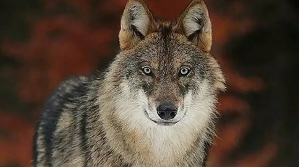 Garik Garik - Беспредел На Продоле В Душе Волчий Оскал