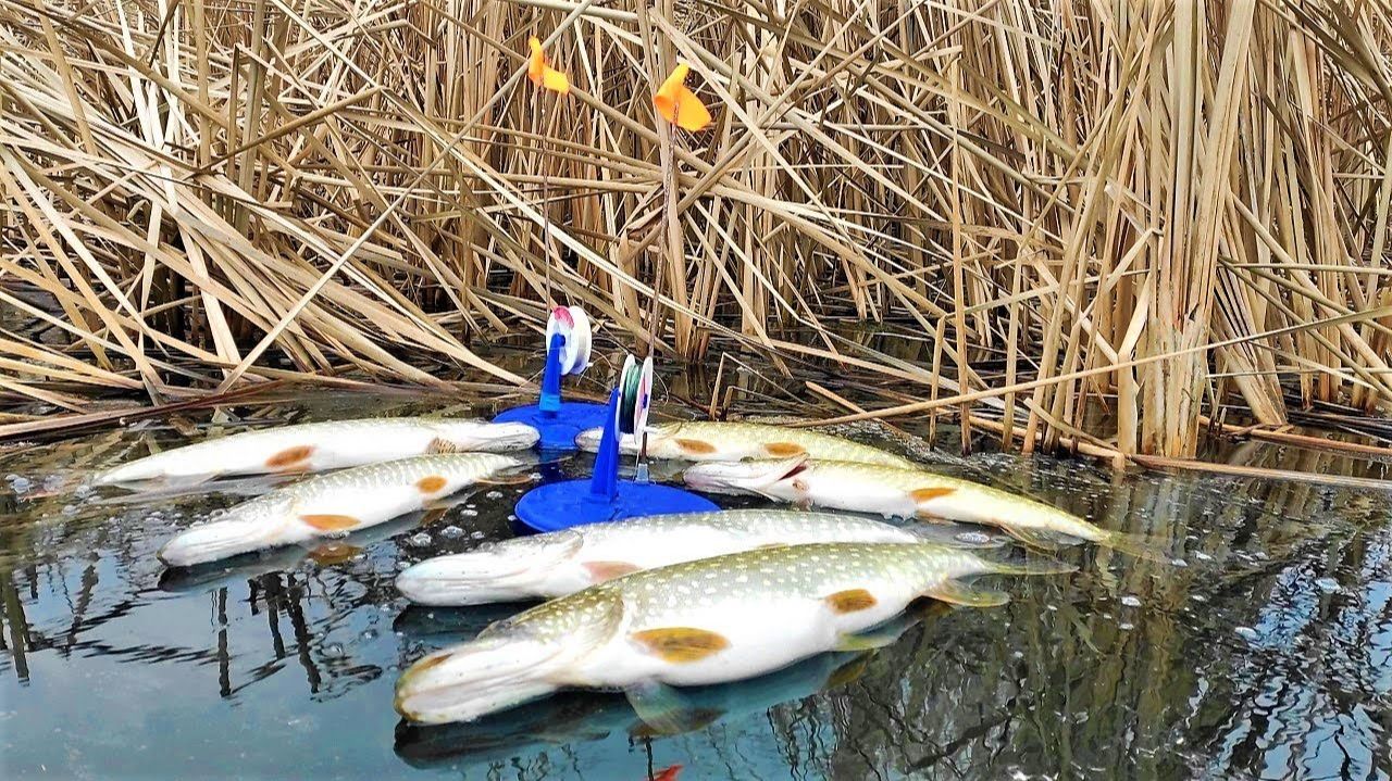 ФЛАЖКИ ЩЁЛКАЮТ, ЖЕРЛИЦЫ УЛЕТАЮТ!! Зимняя рыбалка на щуку смотреть онлайн