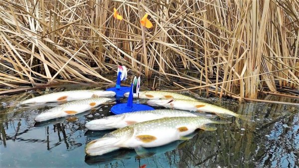 ФЛАЖКИ ЩЁЛКАЮТ, ЖЕРЛИЦЫ УЛЕТАЮТ!! Зимняя рыбалка на щуку