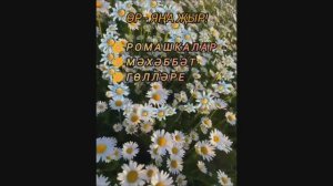 РАМАШКАЛАР - МӘХӘББӘТ ГӨЛЛӘРЕ