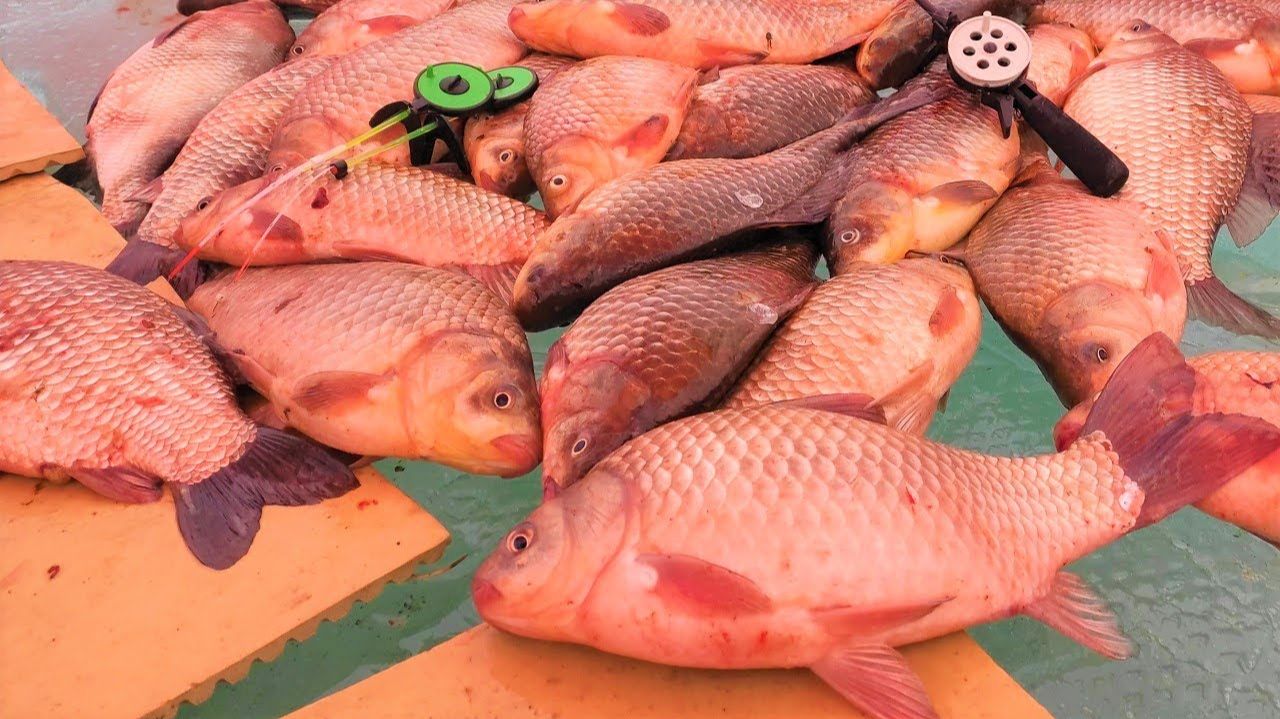 ПЕСЕЦ ЖОР!!!! КАРАСИ ПО-ЛОКОТЬ, КРУПНЫЙ ЛЕЩ... Зимняя рыбалка на удочки смотреть онлайн