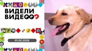 Видели видео? Выпуск от 01.02.2026