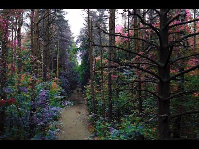DJI mini 3 PRO FLY in forest смотреть онлайн
