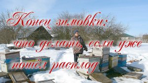 Конец зимовки: что делать когда уже пошел расплод.