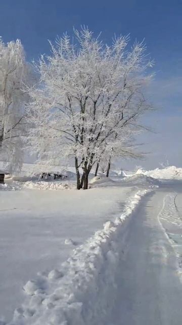 Мороз вернулся ❄️ #activevibesbelarus #Беларусь #мороз 2026 #зима 2026 #снег #деревня #прогулка #РБ