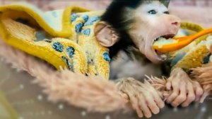 И спим , и кормим Степашку ПО ОЧЕРЕДИ, то я, то Влад!