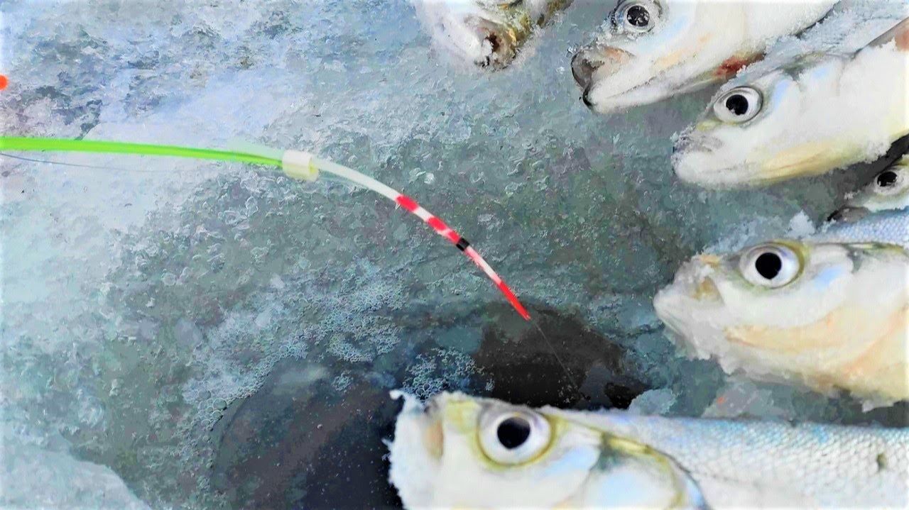 РЫБА ПРЁТ СТЕНОЙ... ТОТАЛЬНЫЙ ЖОР!!!! Зимняя рыбалка на чехонь густеру смотреть онлайн