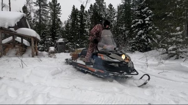Живу в таёжной избе. Проверил капканы. Пара соболей.