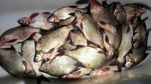 Лупит одна за одной ПРОСТО НА ЧЕРВЯ!!!! Рыбалка осенью на леща