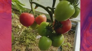 Раннеспелые сорта томатов. г. Киров