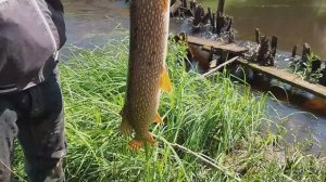 Щука на живца