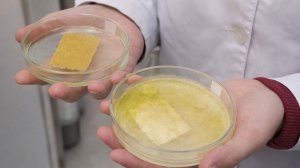 Устойчивую к внутрибольничным инфекциям создали исследователи в Санкт-Петербурге