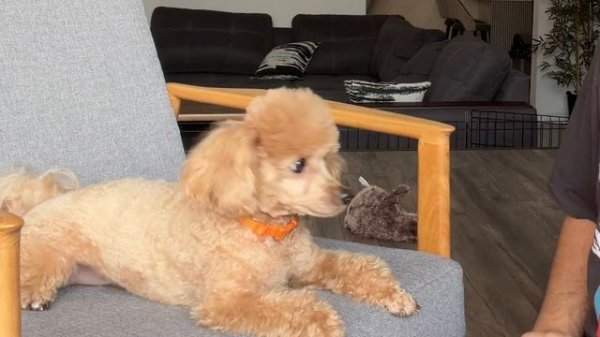 Один ДЕНЬ с МОЕЙ СОБАКОЙ 🐶