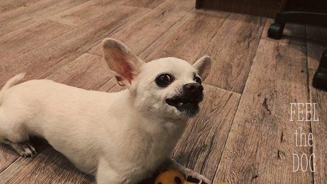 FEEL the DOG
#Фил #Чих #Клип
#хочувконфетку