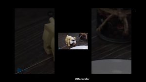 анимация еда Lego