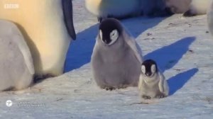 Маленький пингвинёнок пытается подружиться | Снежный птенец: история пингвина | BBC Earth