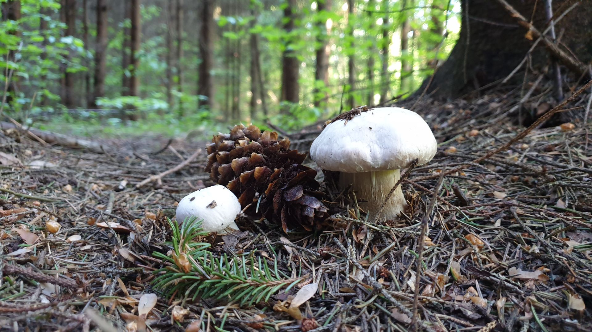 Шампиньоны не кончаются ! смотреть онлайн