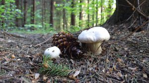 Шампиньоны не кончаются !