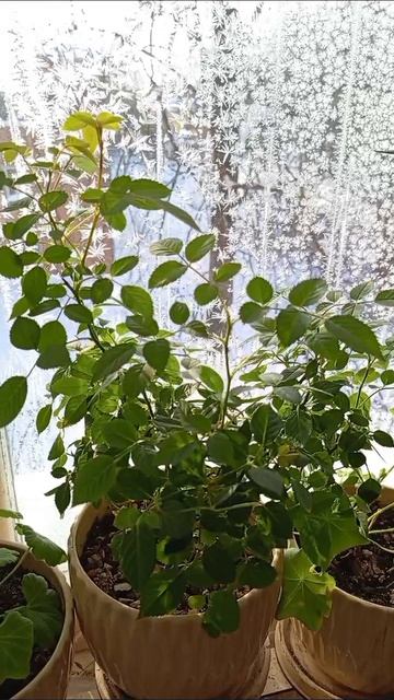 Мороз и солнце, день чудесный... смотреть онлайн